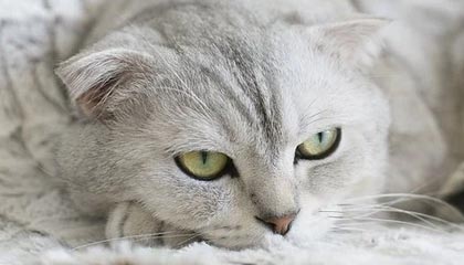 皇家社会被吹掉的那球到底怎么算？全场哗然，一秒表情暴露了